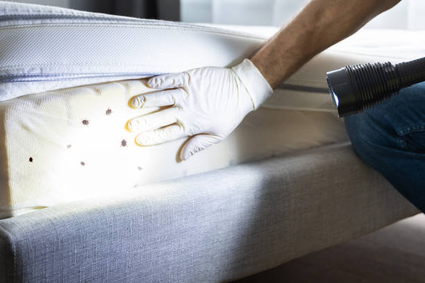 Best Exterminator Services  in Sauk Rapids, MN