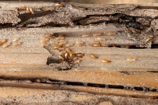 Best Affordable Pest Control Services  in Sauk Rapids, MN